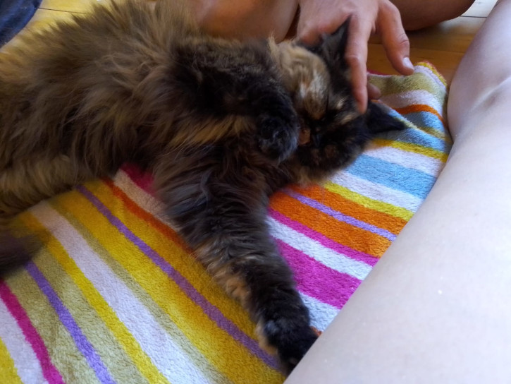 Wookie the cat