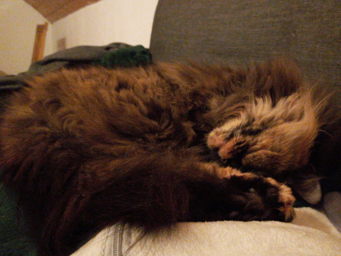 Cuddly Wookie on Lilo