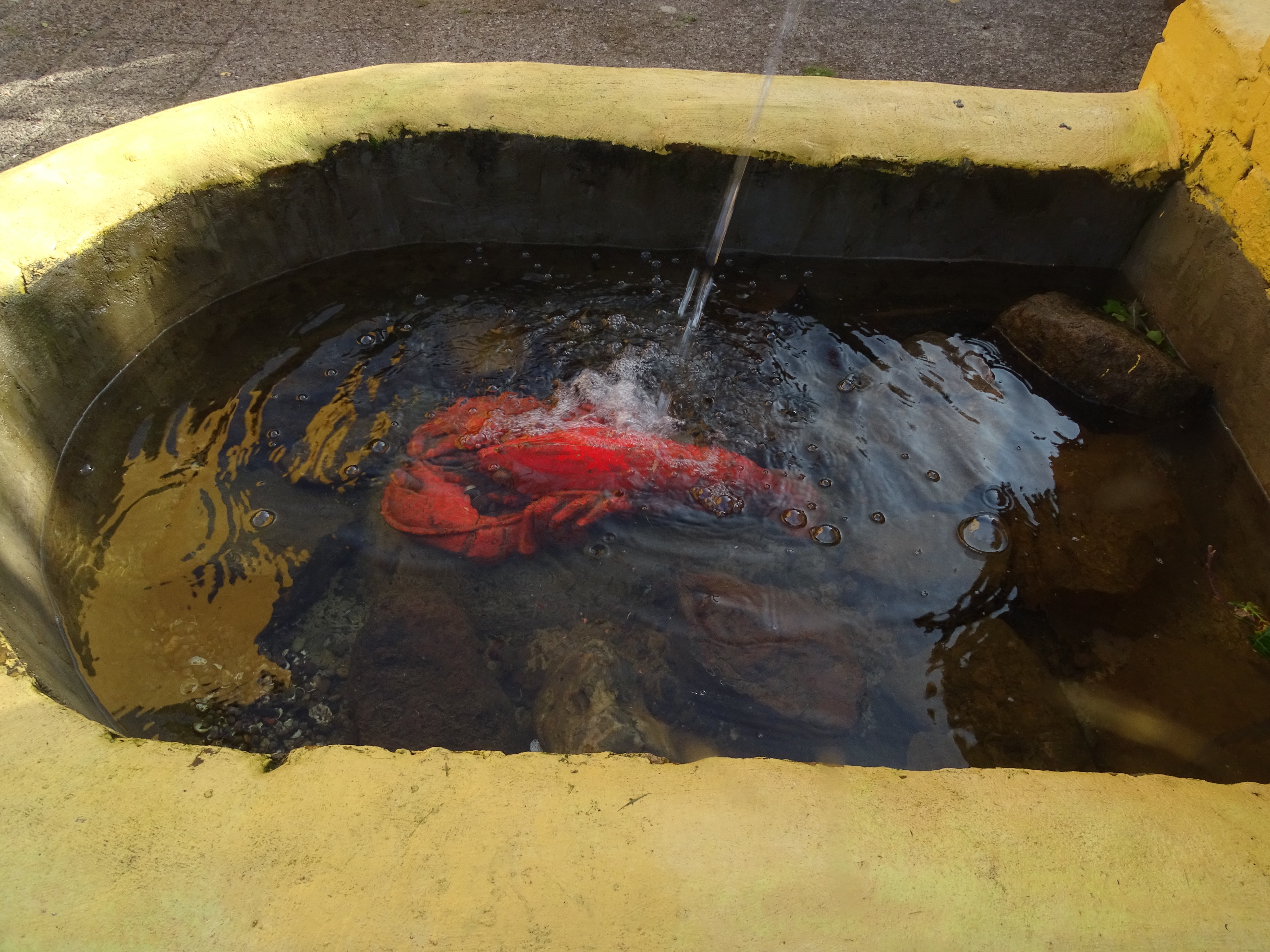 The lobster of the Lobster Pot