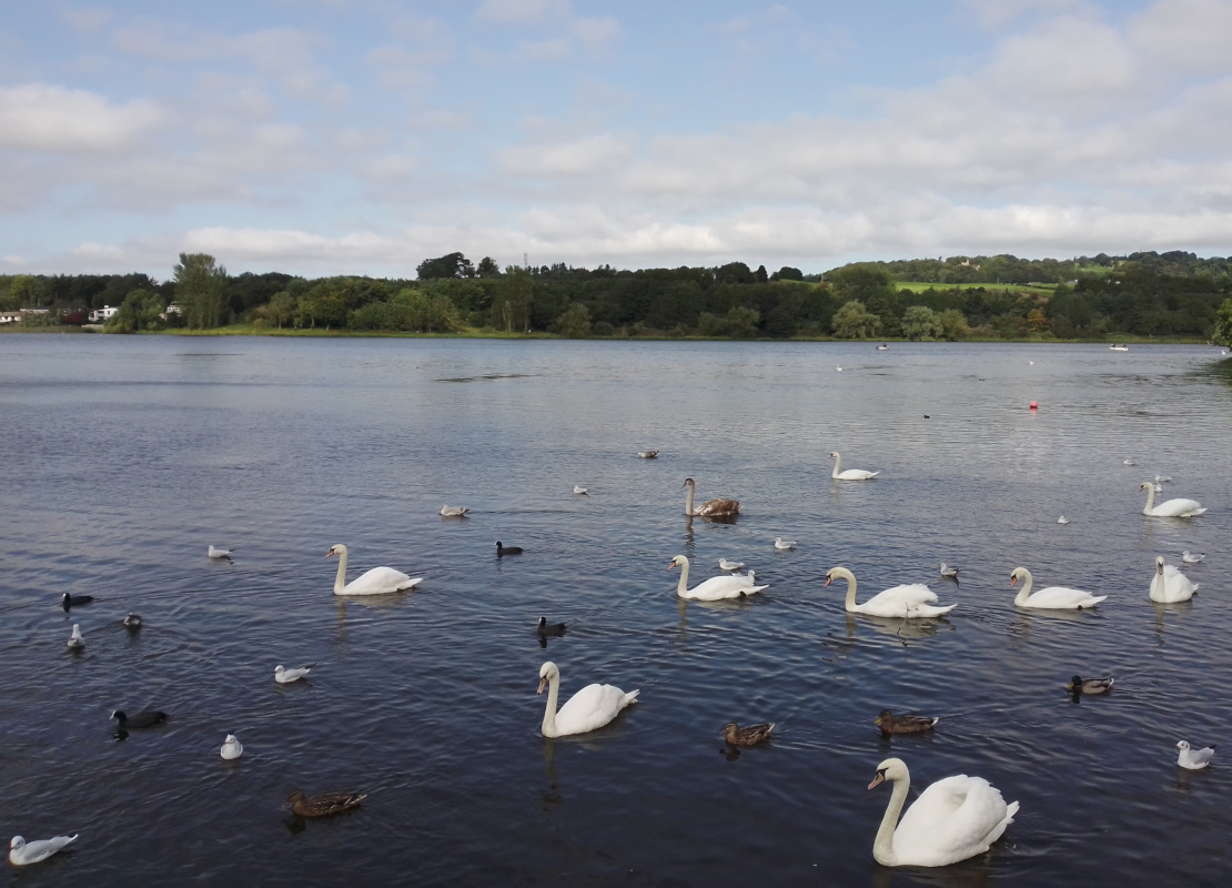Swans, ducks and signets in Linlithgow Loch
