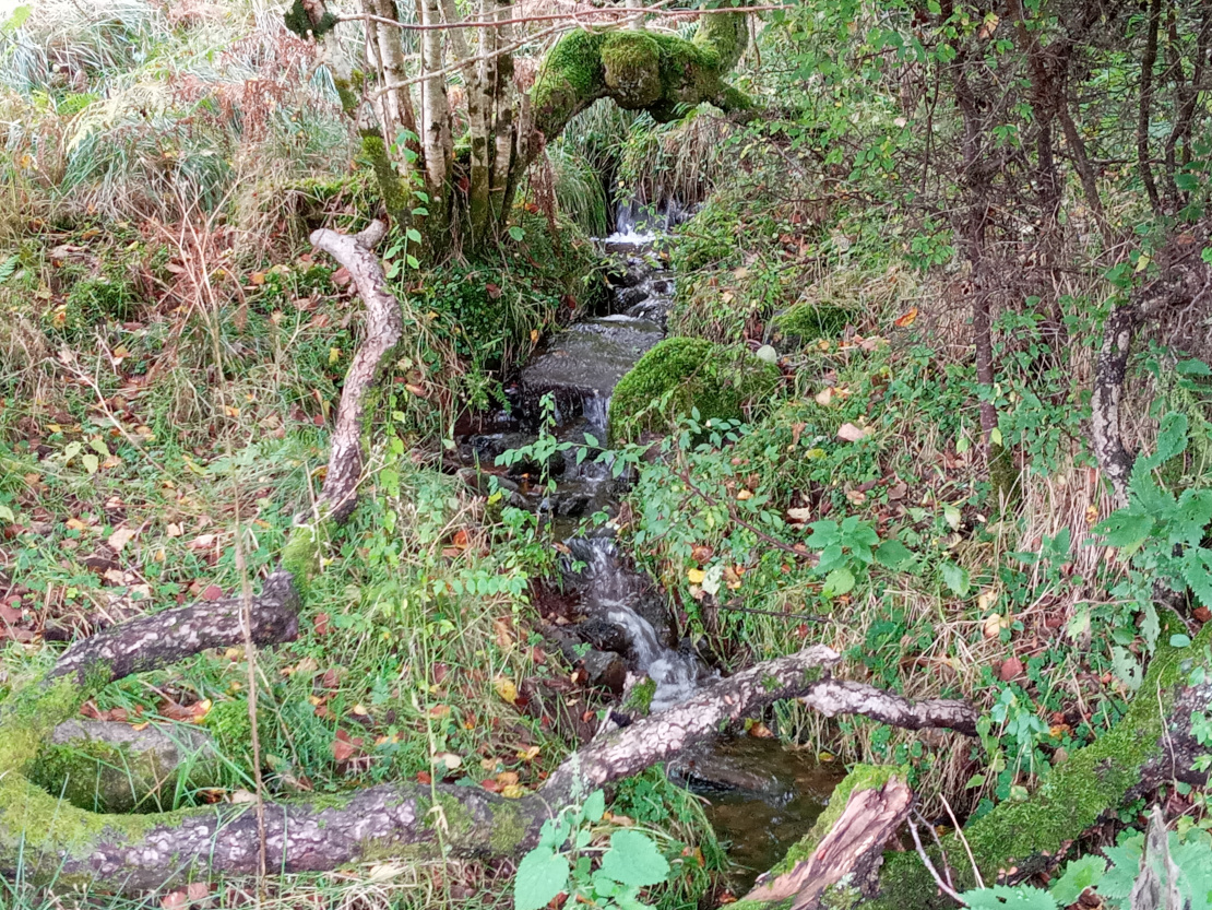 Forrest creek