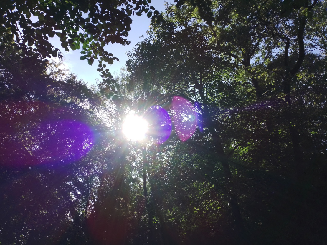 Sun shining through the trees