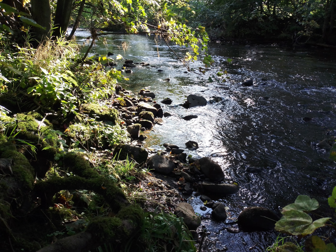 Riverbank