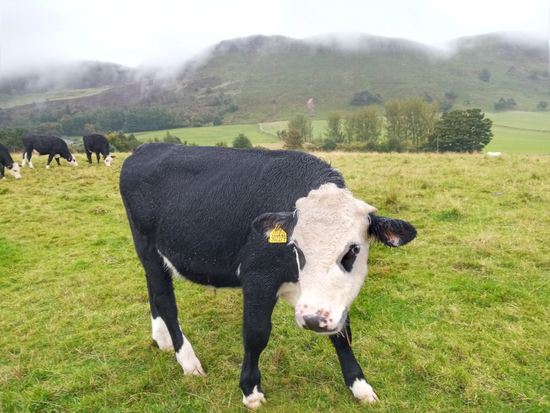 Cow in the field