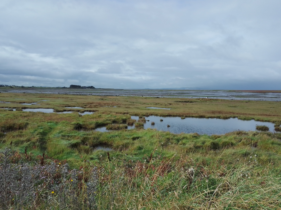 Aberlady marshland