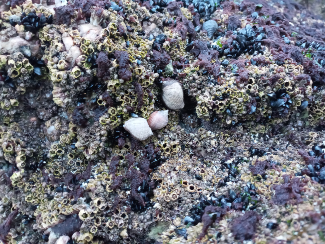 shells on a stone